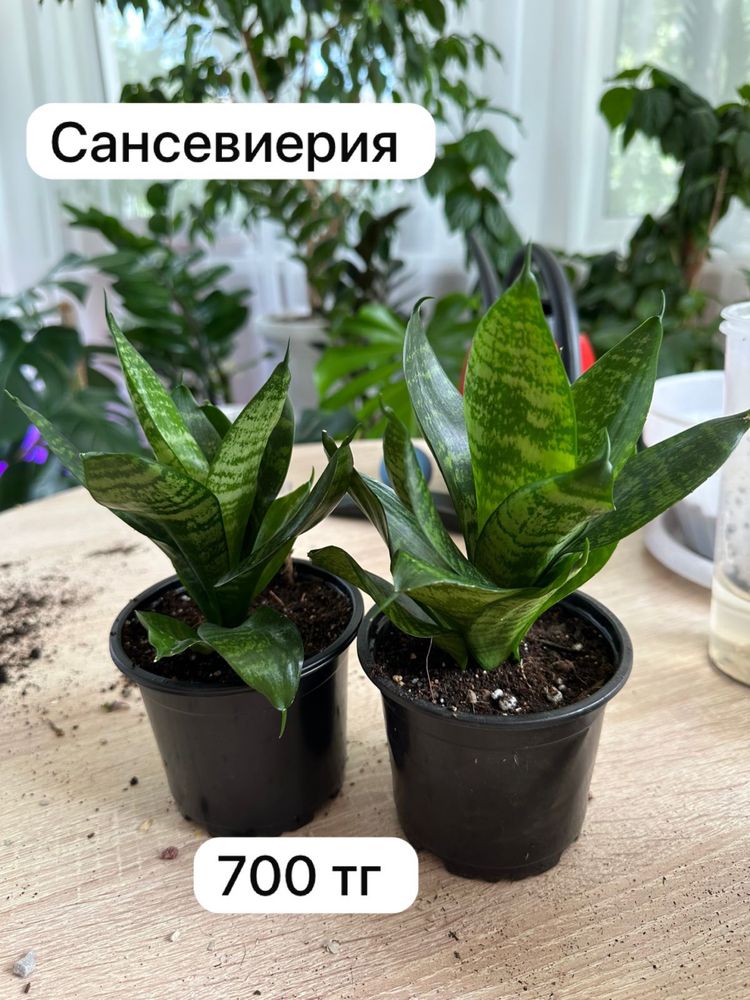 Продам комнатные растения. По городу доставка бесплатно