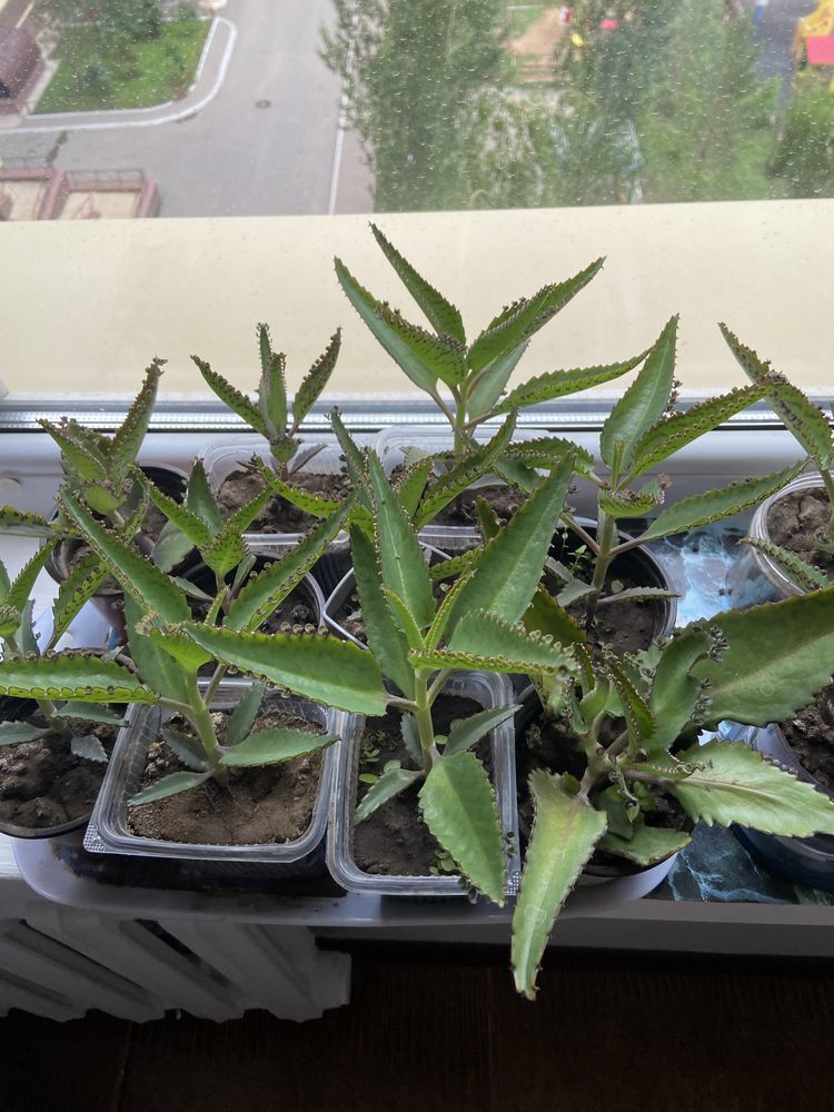 Продам каланхоэ лечебный, Мадагаскар