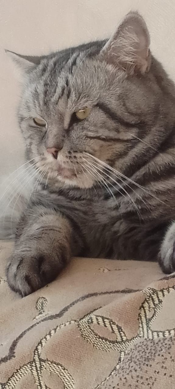 Шотландский котик приглашает на вязку