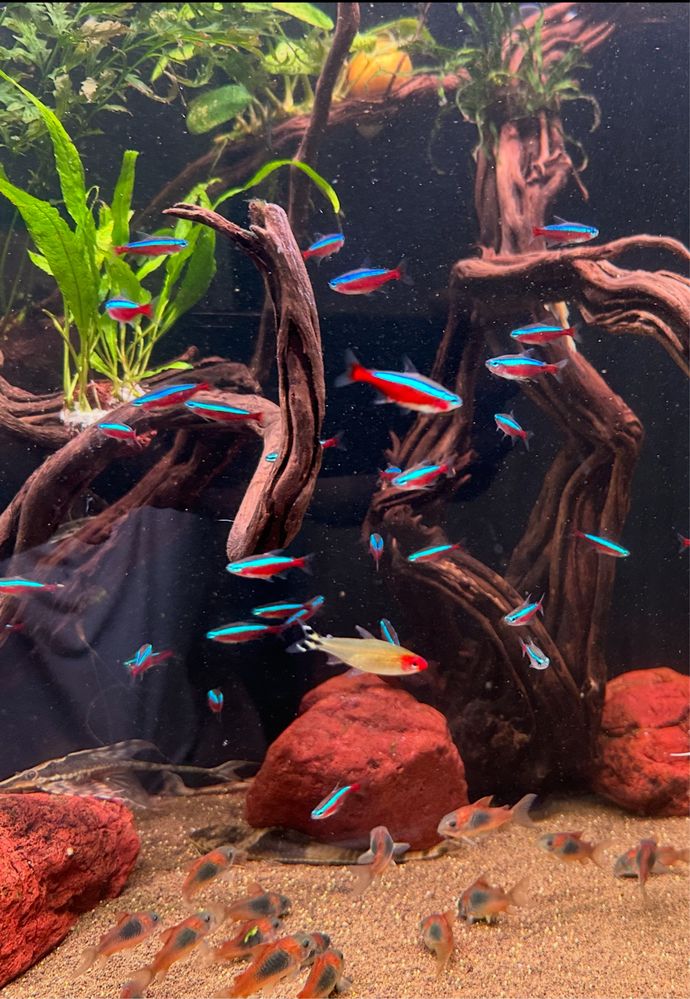 Коридорас венесуэла оранж (Corydoras aeneus «Venezuela Orange»)