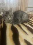Бесплатно котёнок