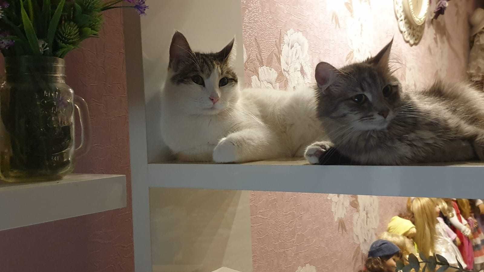 Отдам кота в хорошие руки