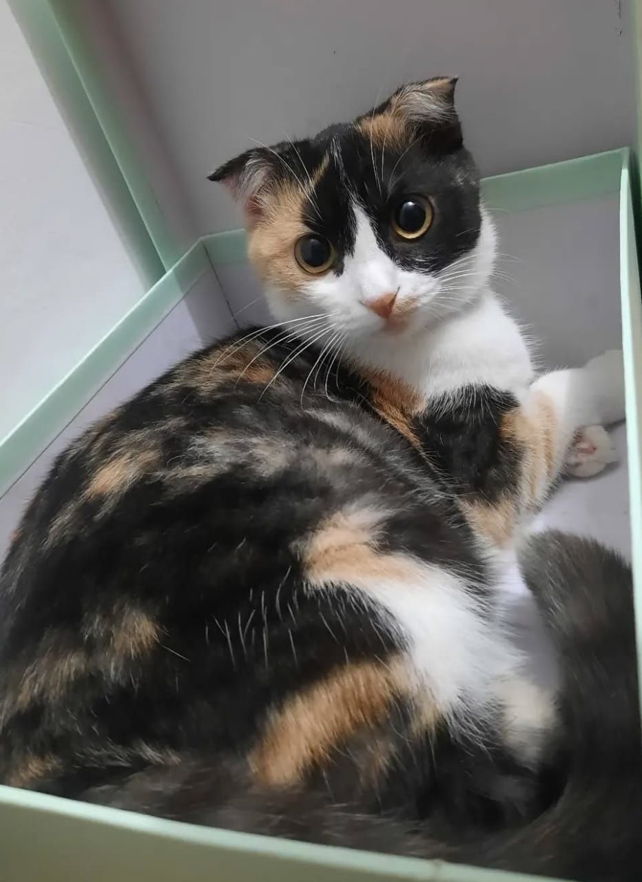 Продам котёнка скоттиш страйт девочка