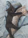 Котята полупородистые