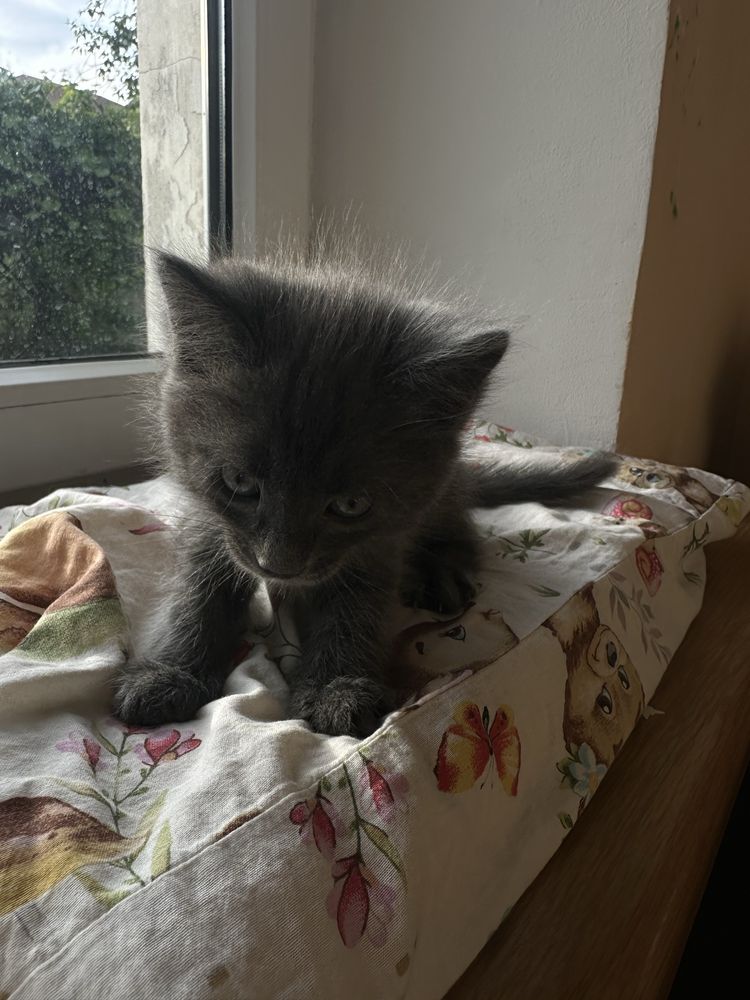 Отдам котёнка 1,5 месяцев