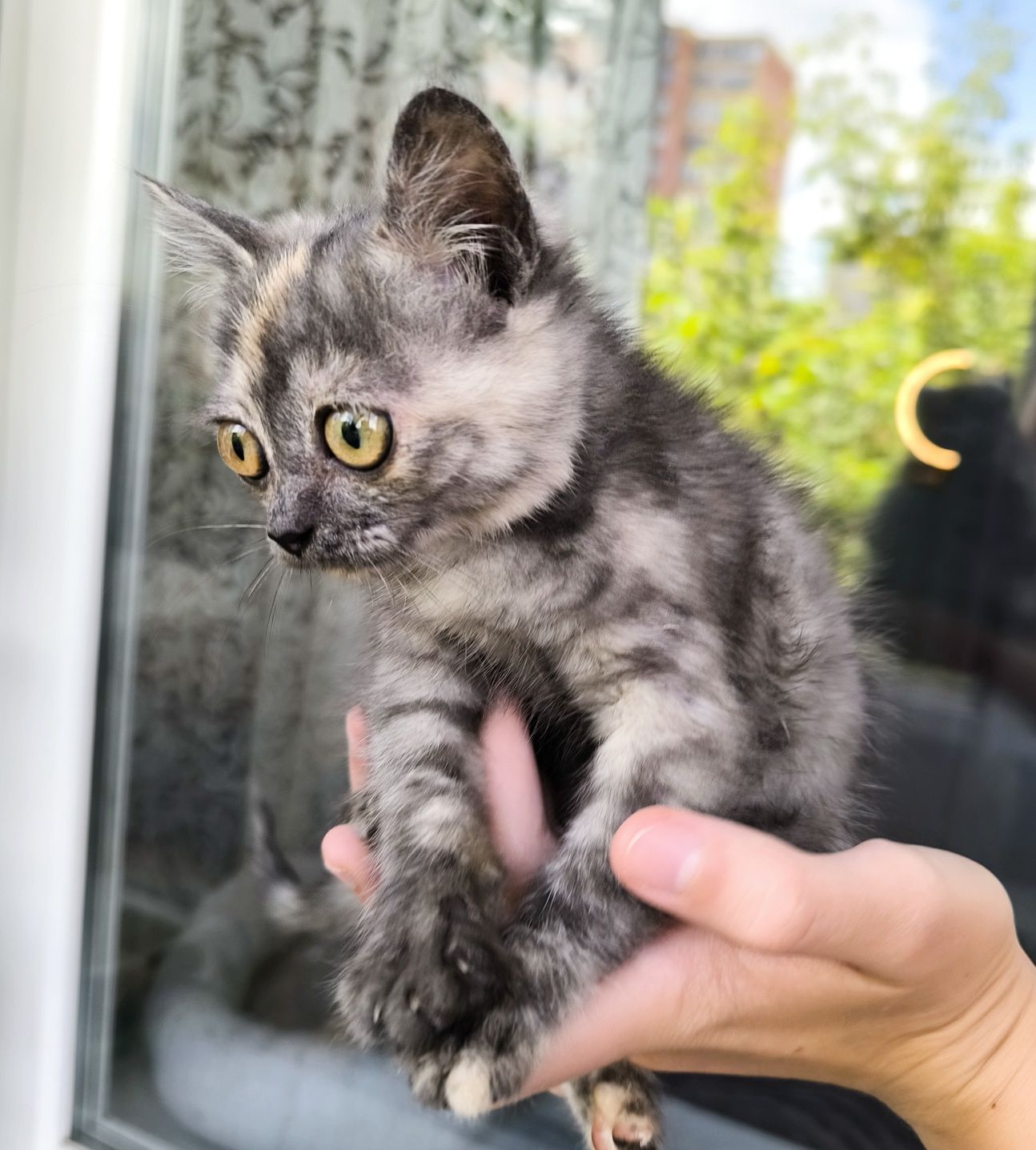Котёнок, девочка 2 месяца, помесь с британкой, в ответственную семью.