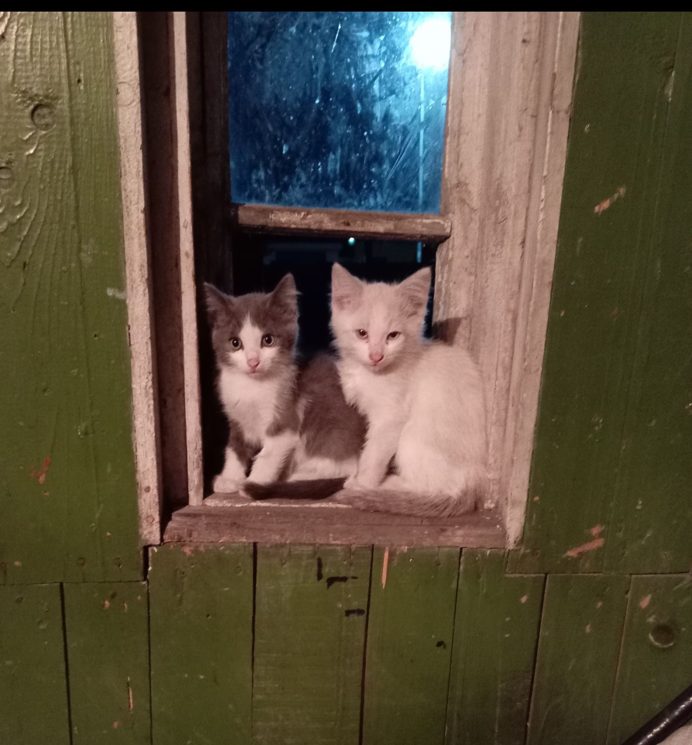 Котята крысы ловы.