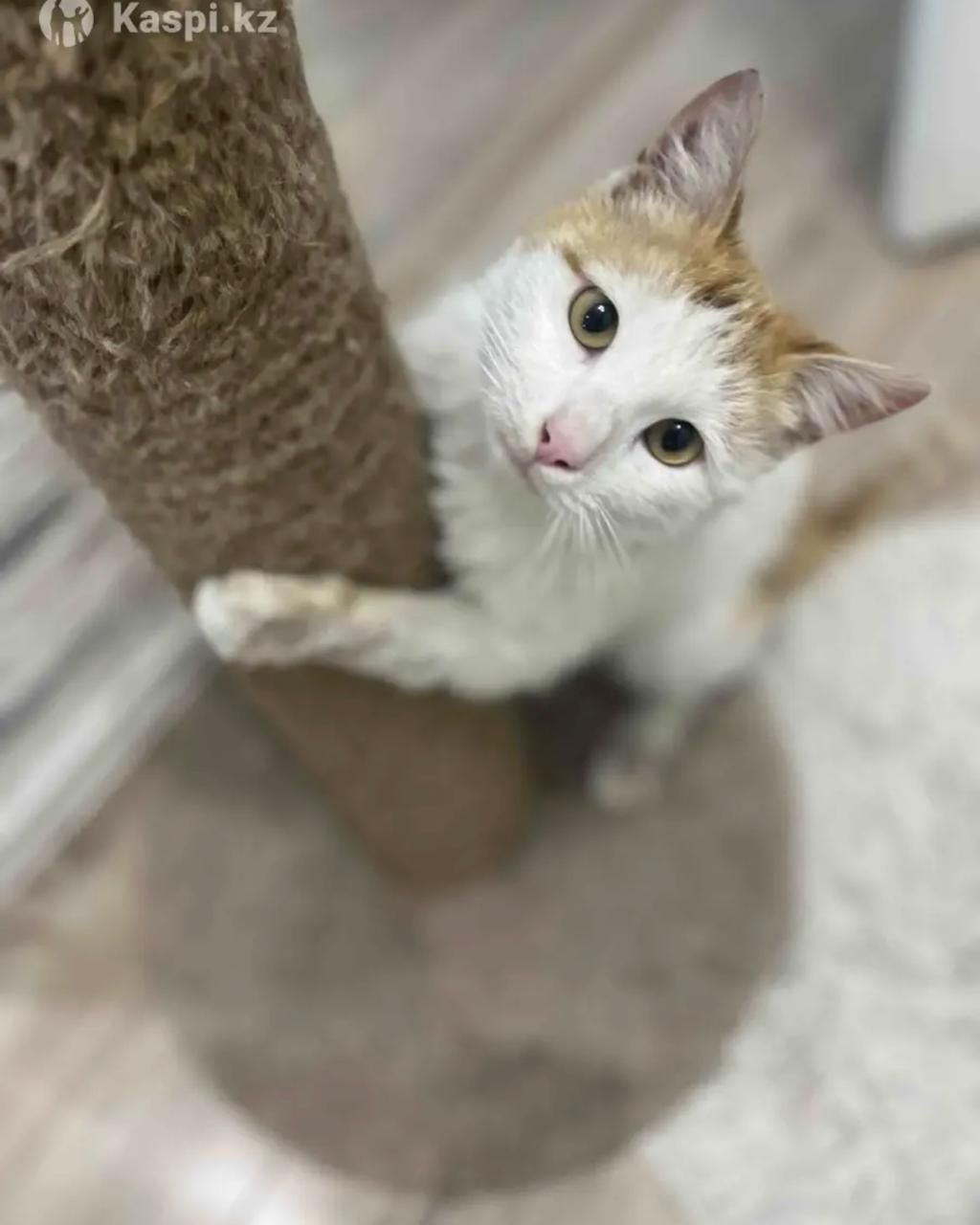 Котик Борис в добрые руки