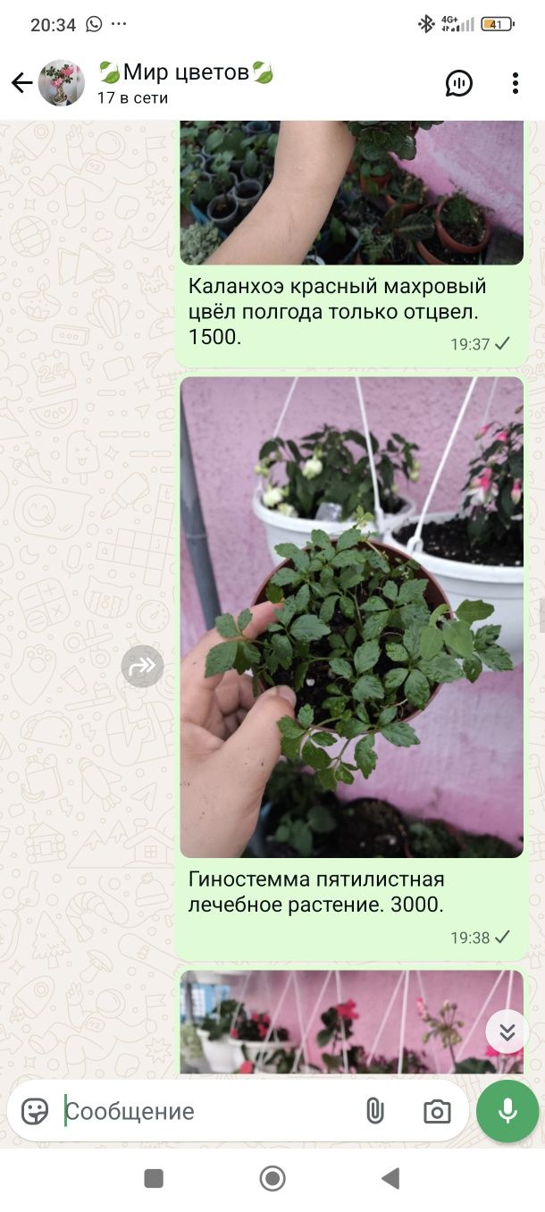 Цветы комнатные растения в ассортименте