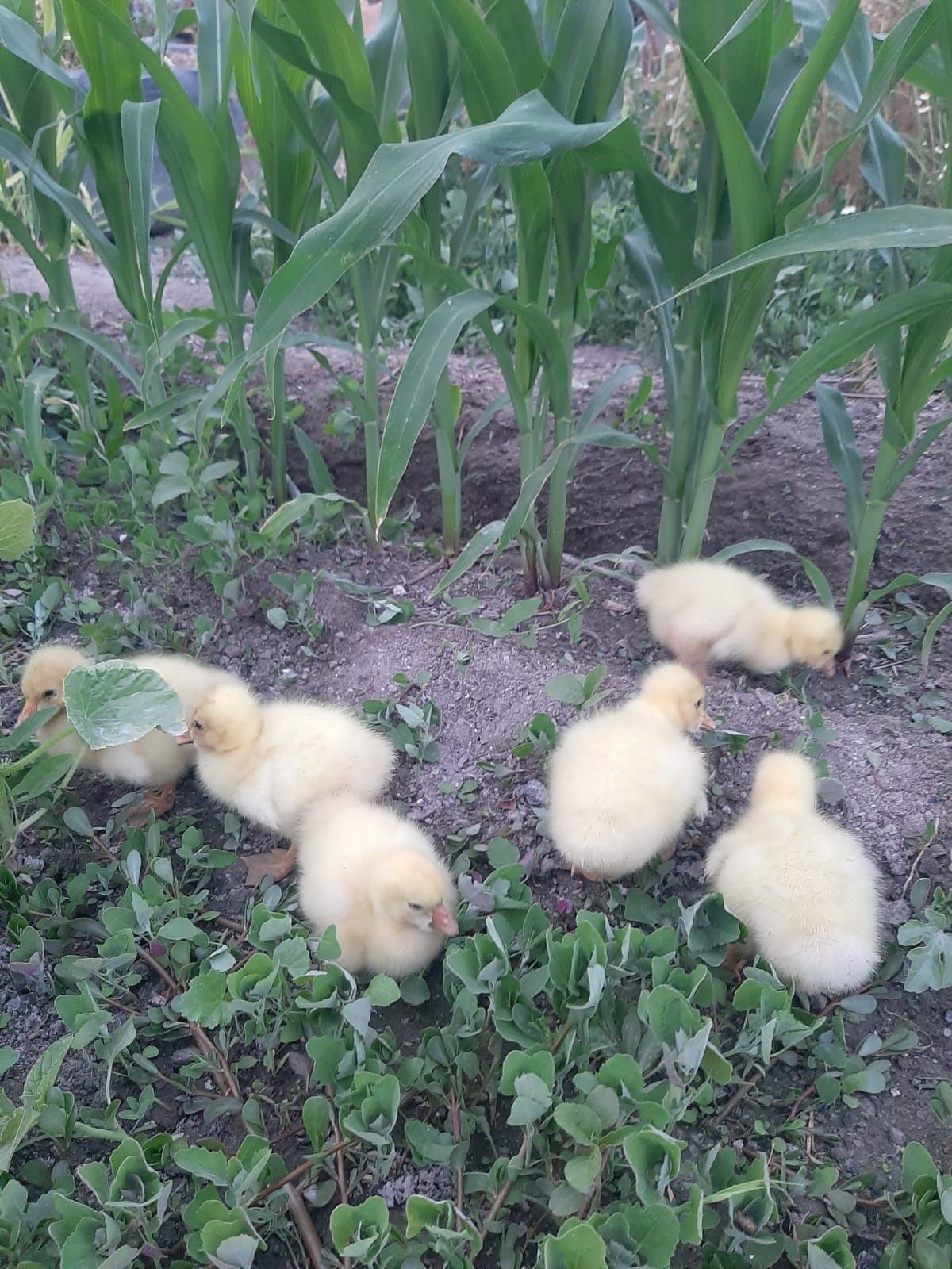 Продам гусят домашний