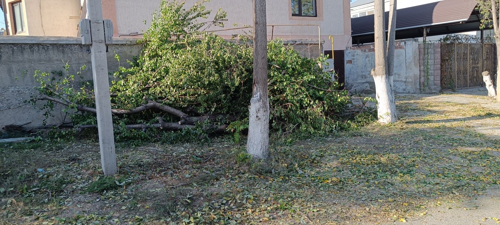 Отын агашы тегин берем, срочно
