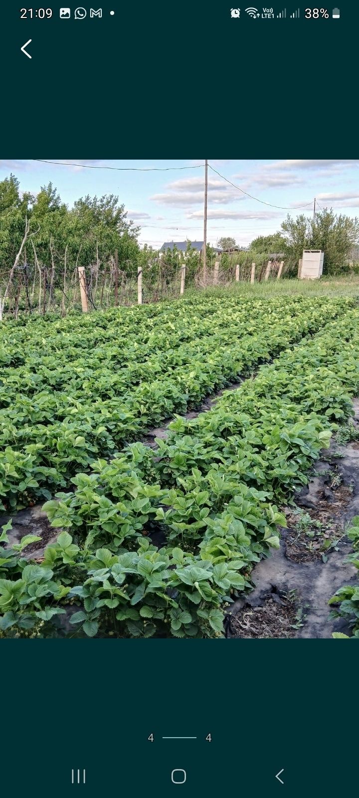 Клубника дачная местная