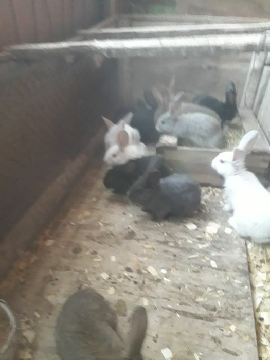 Крольчата 2 месяца фландры великаны
