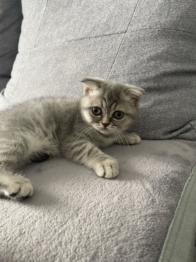 Котенок Scottish Fold