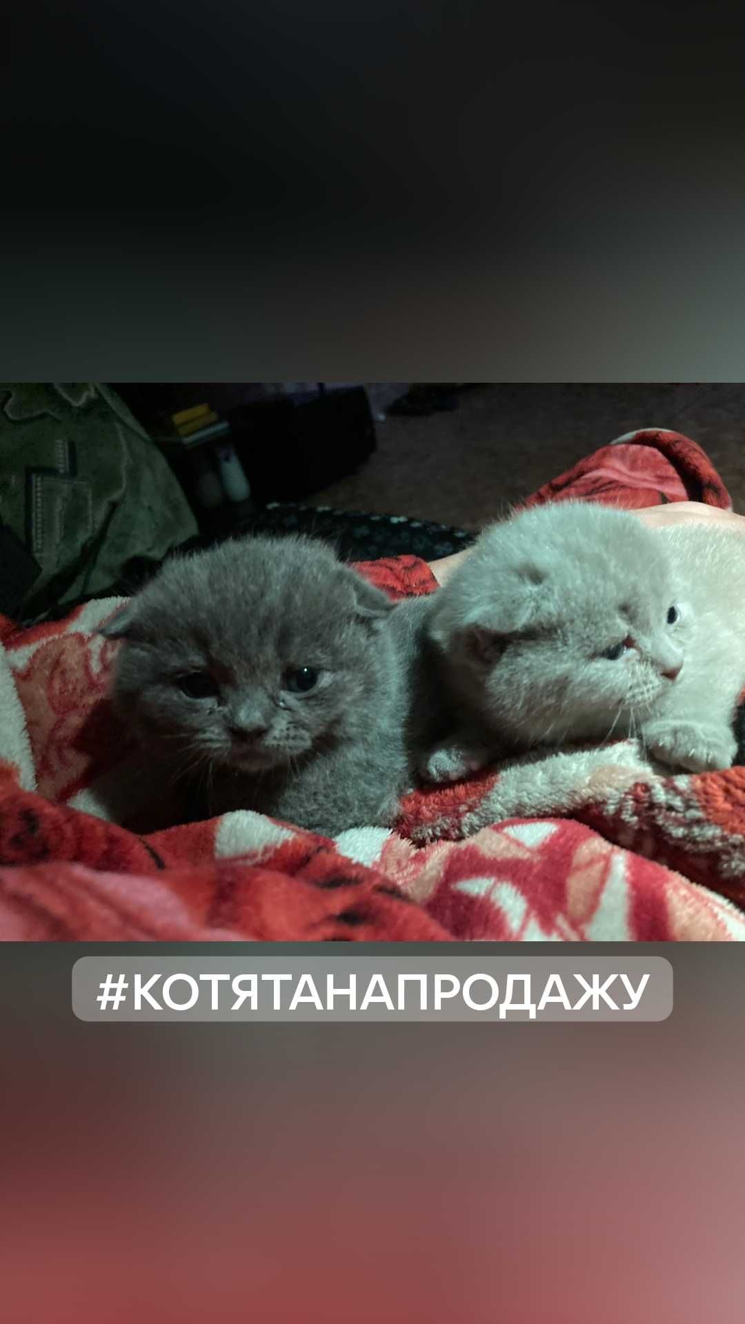 Вязка  Котов. вислоухие