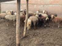 Продам баранов 29 голов