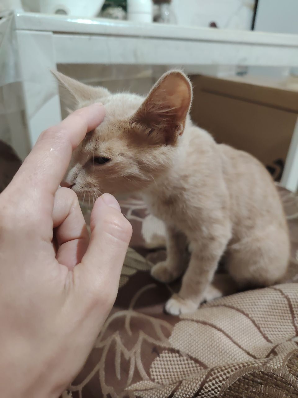 Рыжик котёнок, мальчик