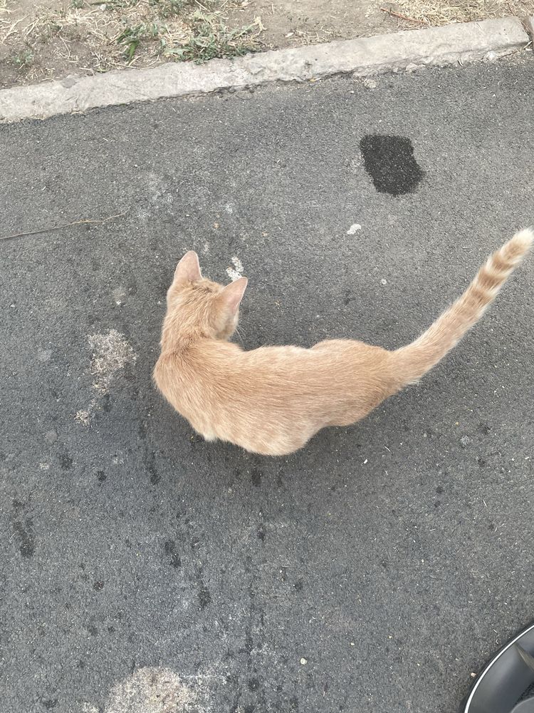 Срочно заберите котика