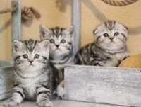 Котенок Скоттиш-фолд