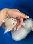 Котята ищут дом, может именно ваш