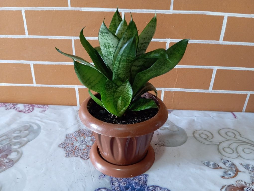 Комнатные растения