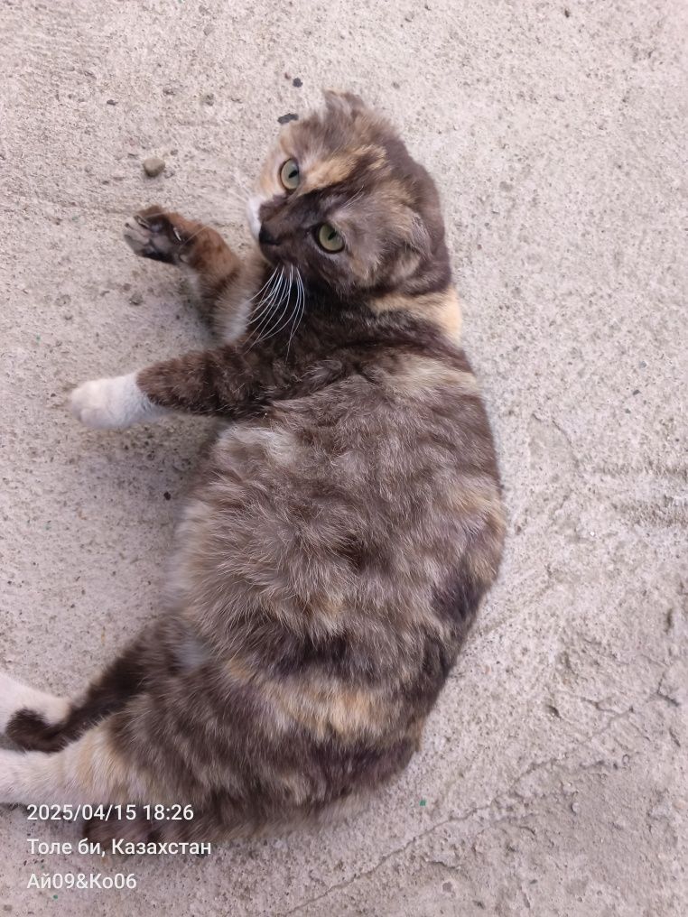 Отдам в хорошие руки трёхцветную вислоухую кошечку
