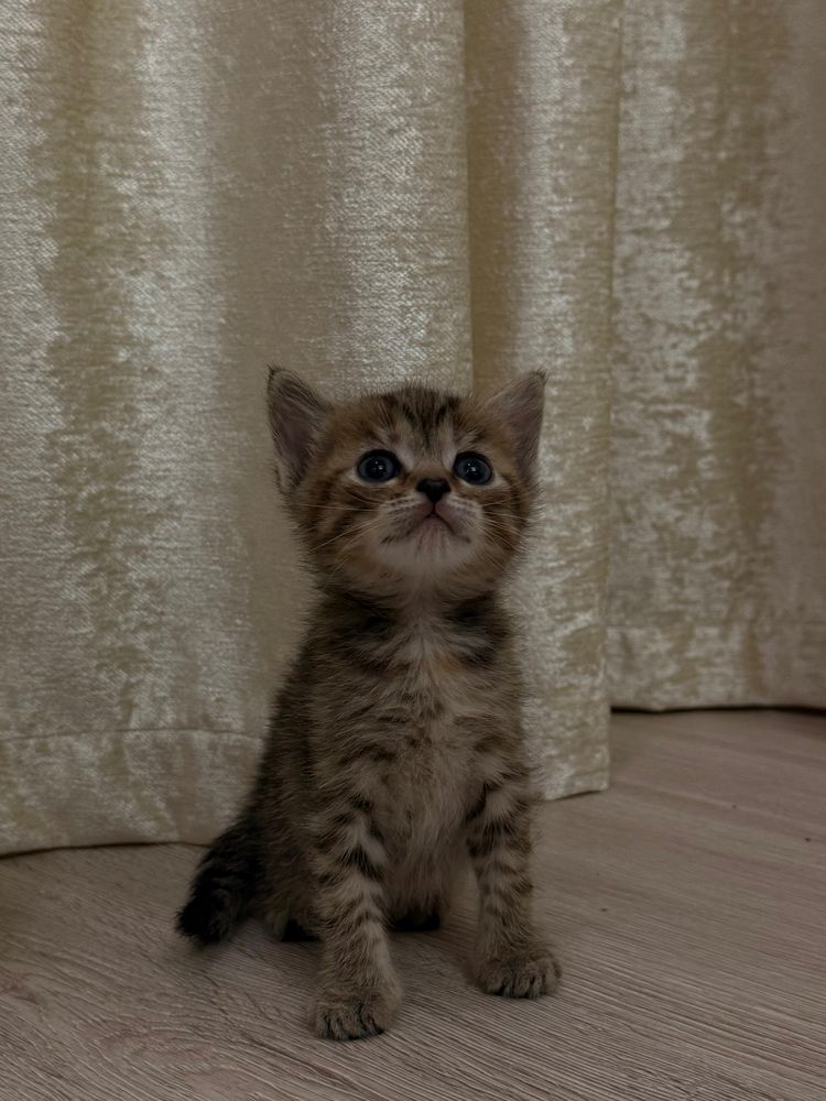 Котяти даром  ( девочки)
