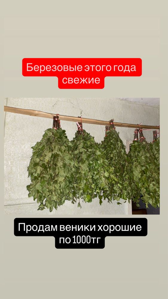 Продам веники березовые свежие