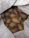 Продам картошку домашнюю.