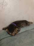 Котёнок веслоухий