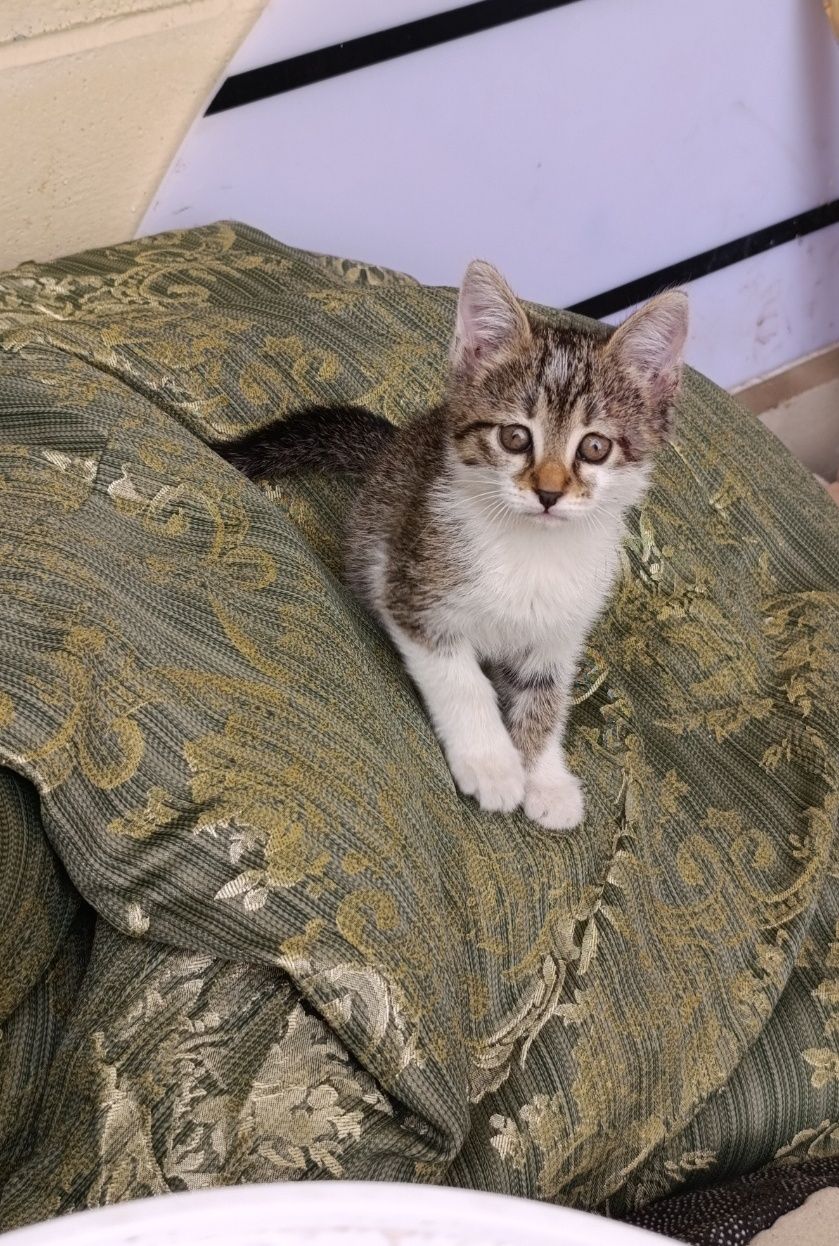 Отдам симпатичных,игривых котят в заботливые руки.