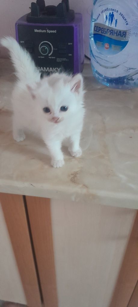 Котенок.девочка.