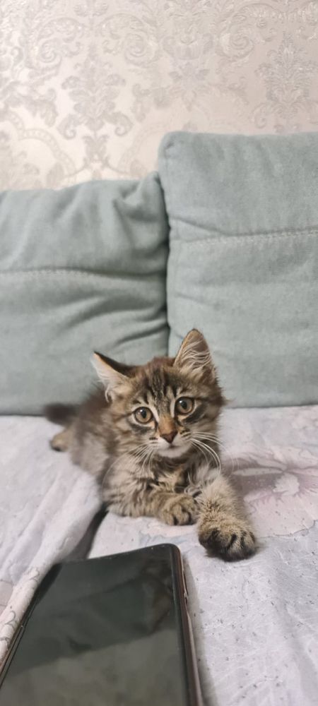 Отдам котенка в добрые руки