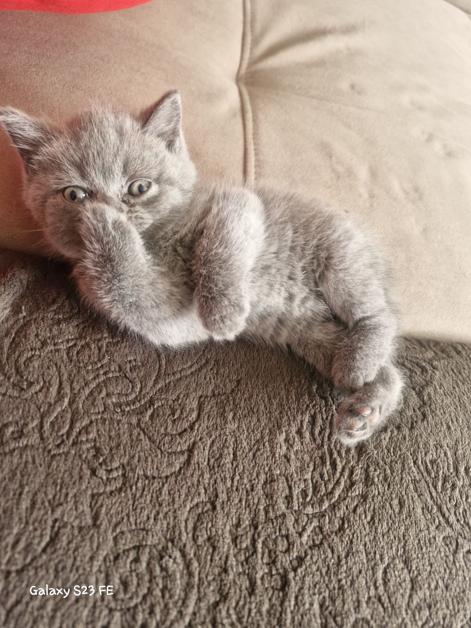 Котята Британские короткошорстные