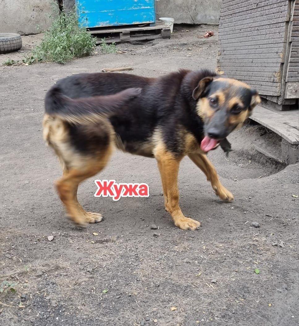 Дарю в добрые и ответственные руки