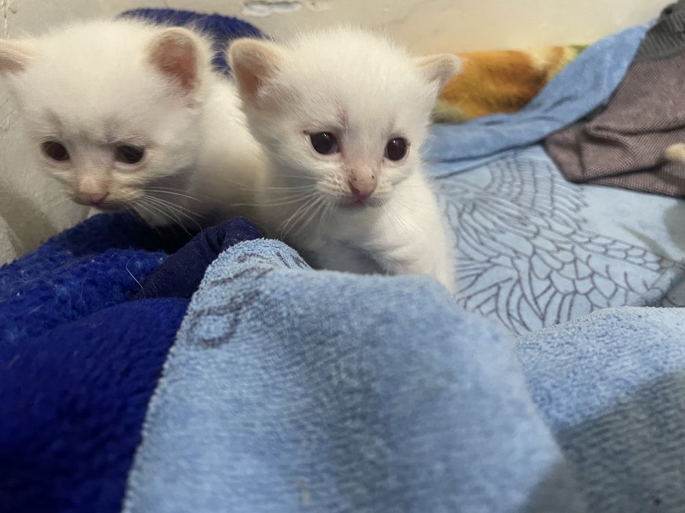 Кошка котята игриве