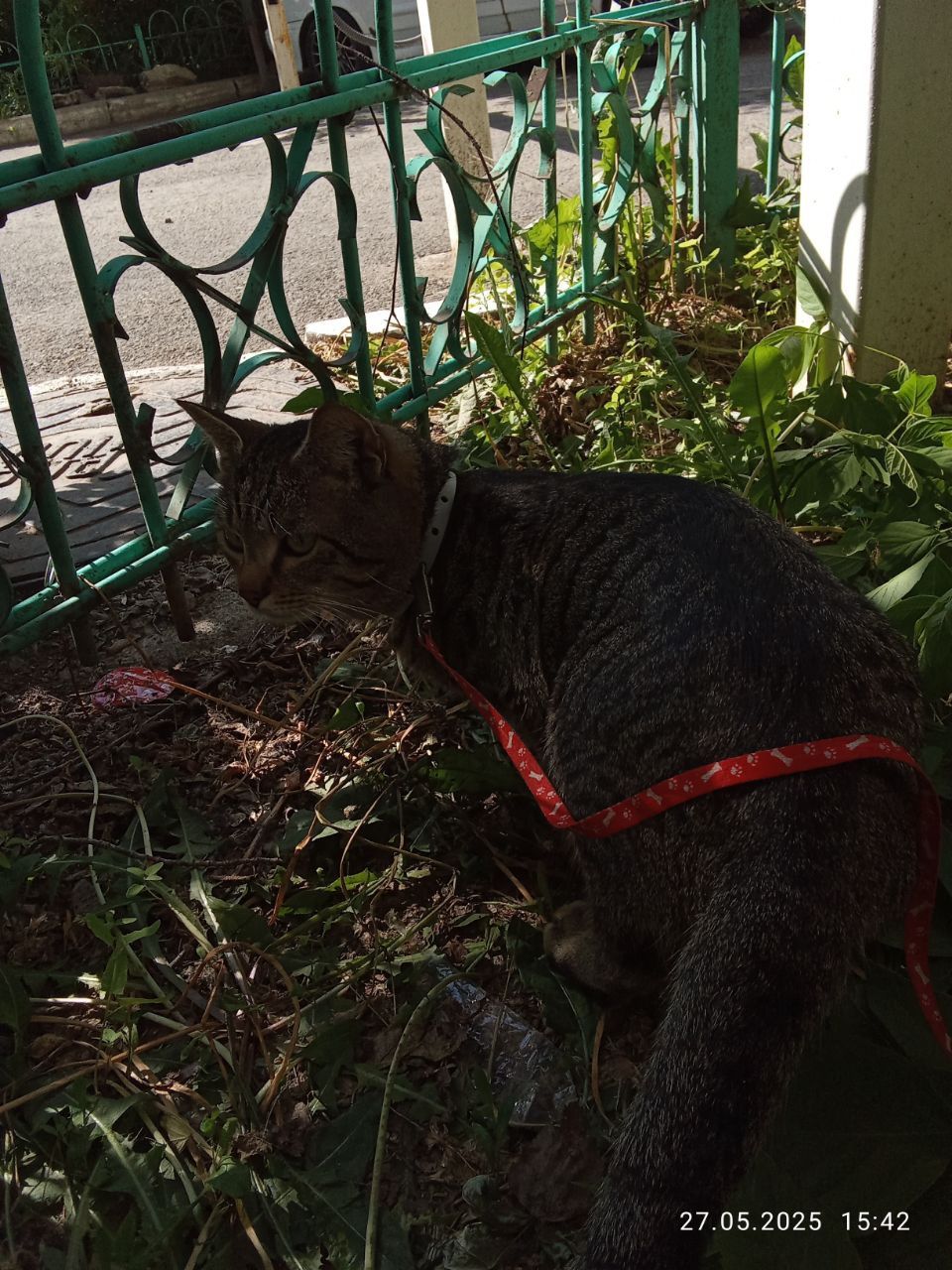 Кот в хорошие руки бесплатно
