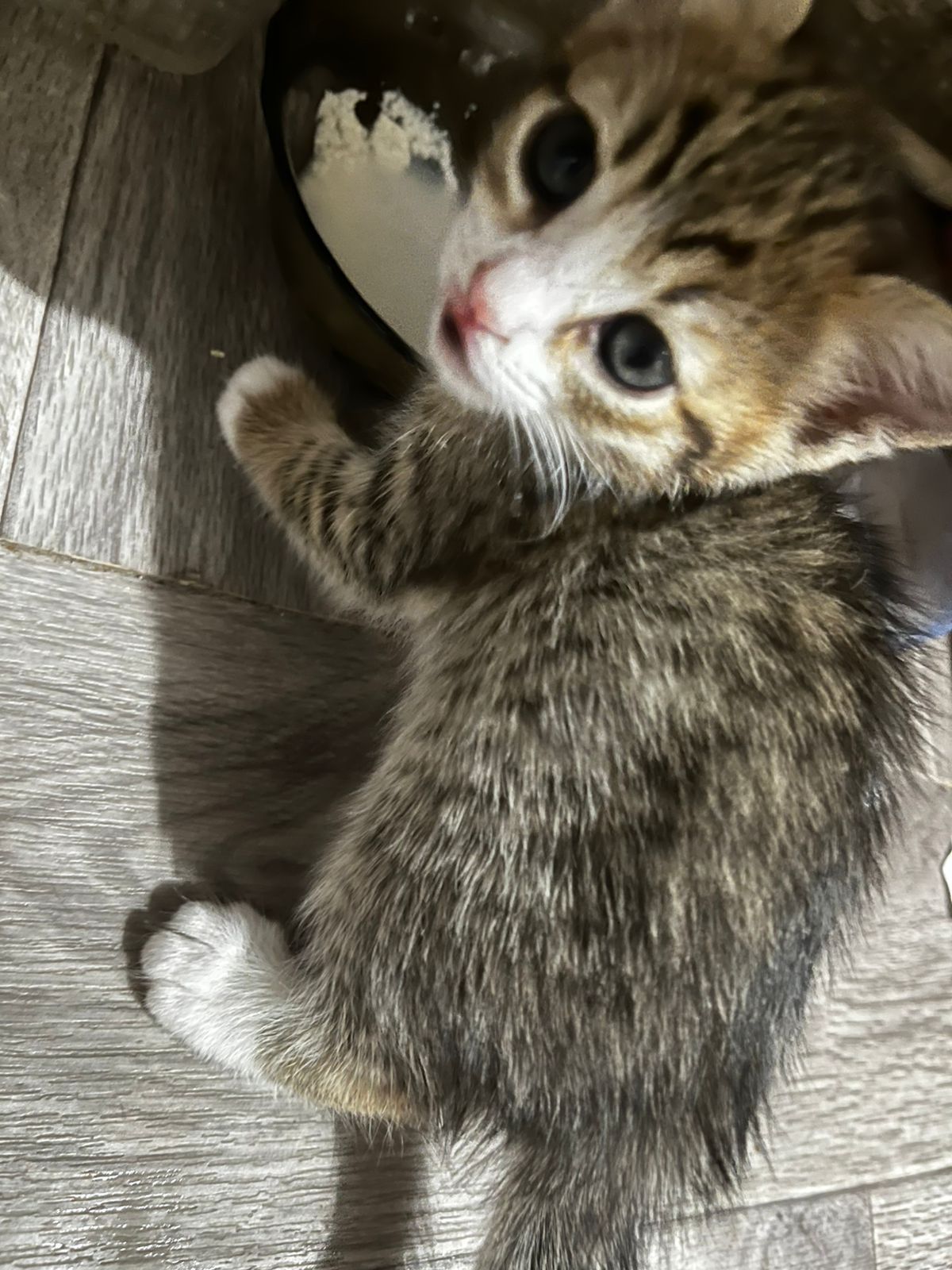 котята двое чёрно-белых, двое полосатых
