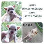 Чихуахуа мини Бронь