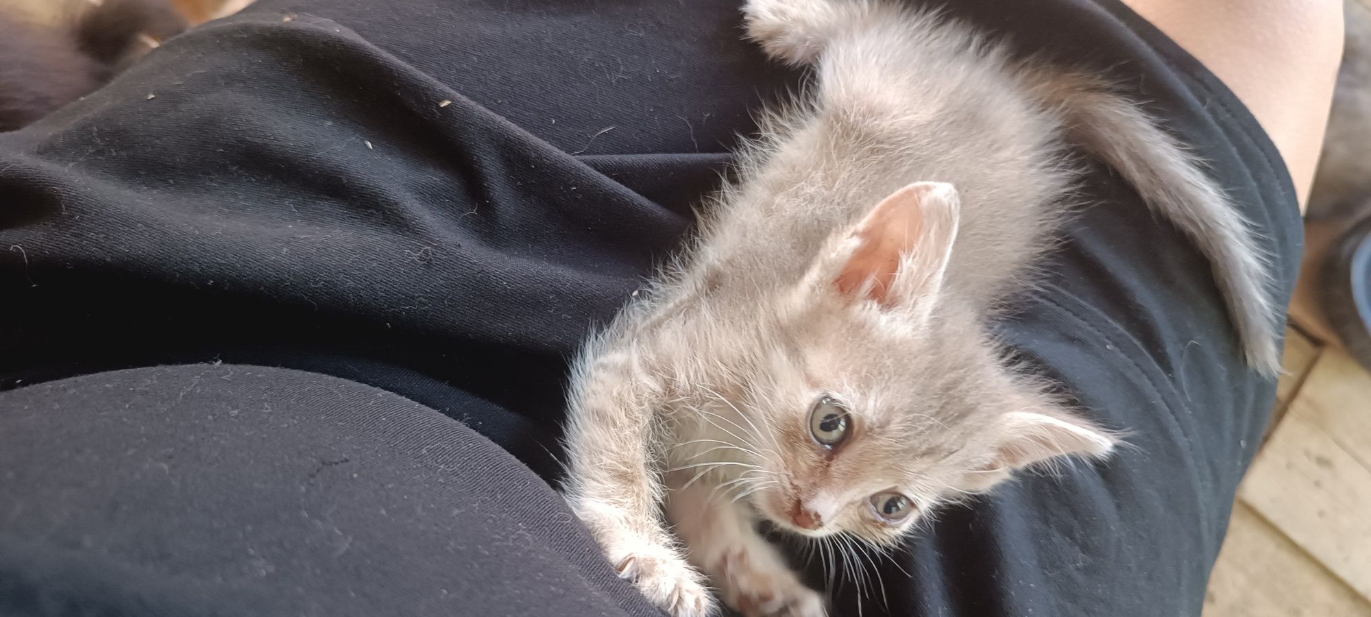 Отдам котят в хорошие руки