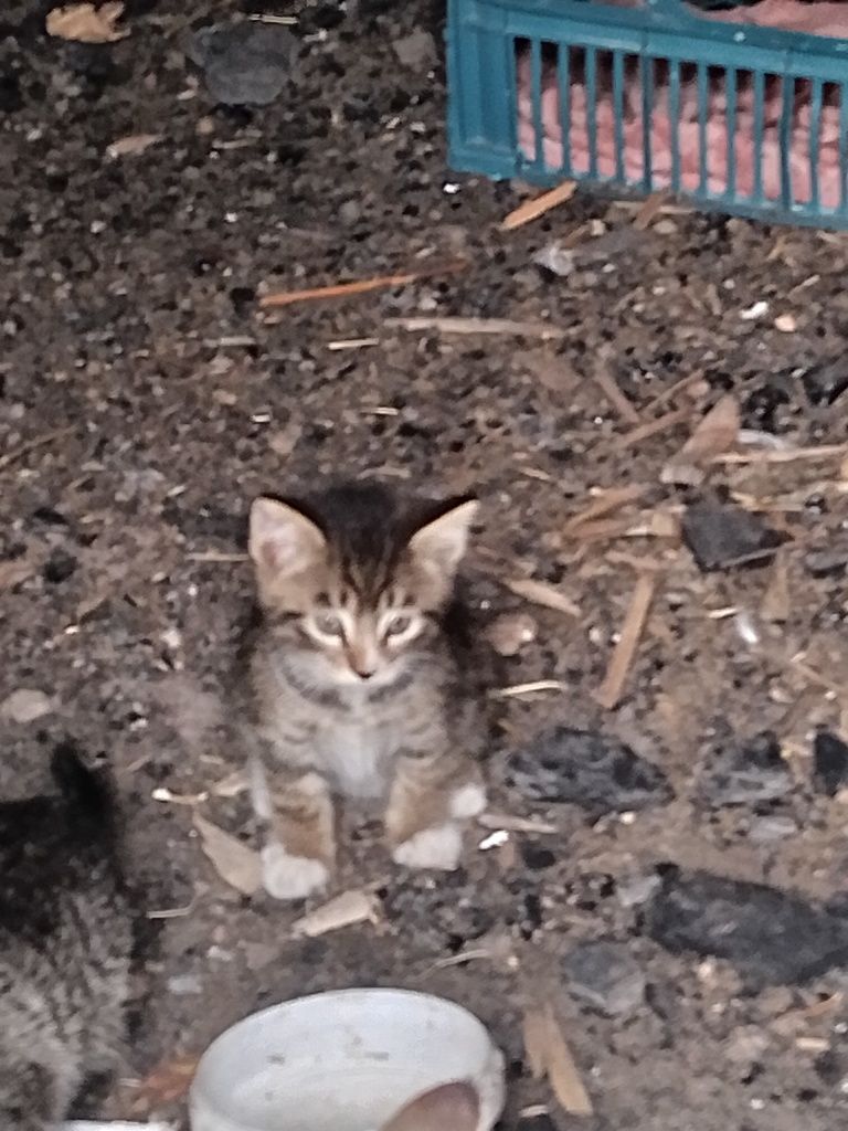 Кошки и кот 2 кота и кошки
