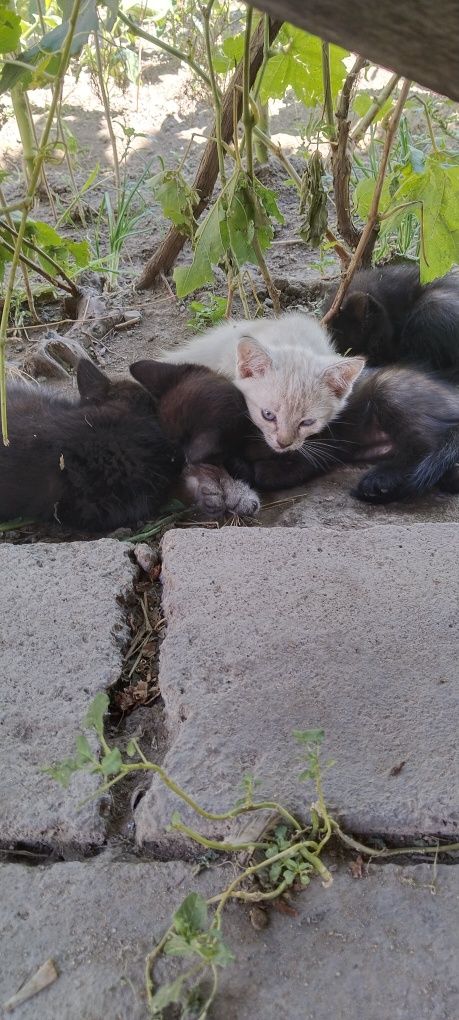 Отдам в хорошие руки котят
