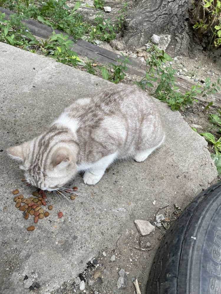 Кот или кошка ищет дом