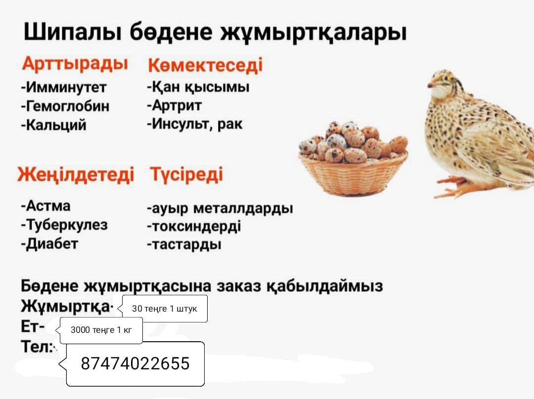 Бөдене жұмыртқасы емге. Перепелиные яйцо