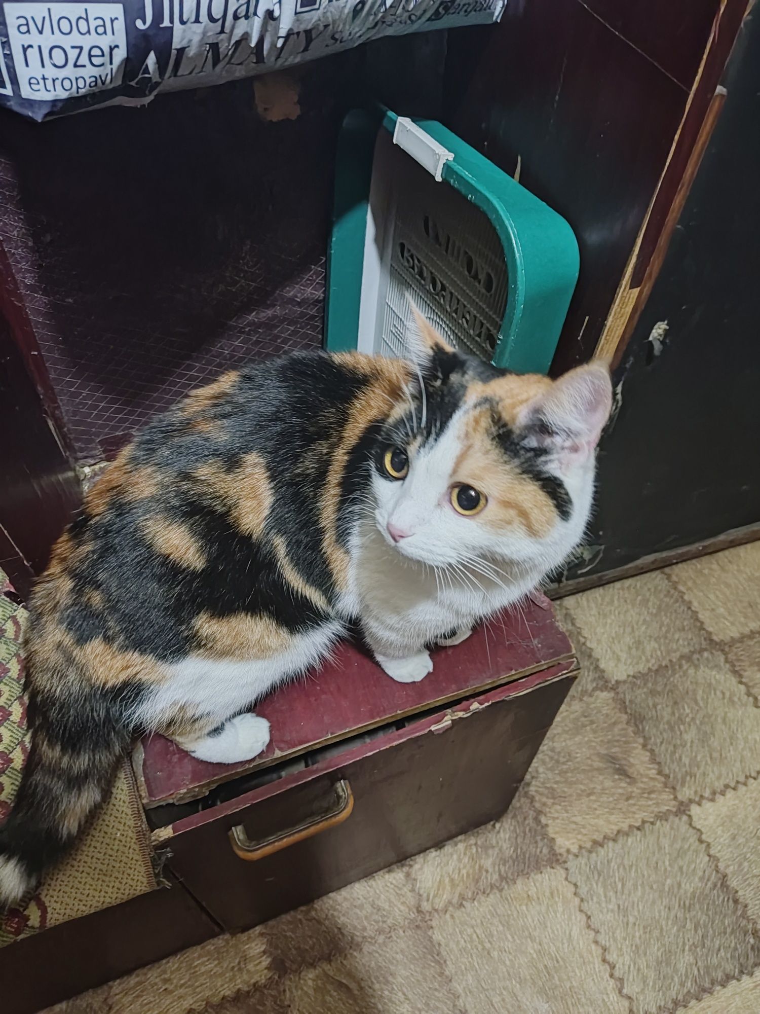 Потерялась кошка