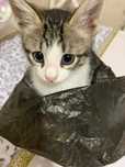 Котята ,    отдам