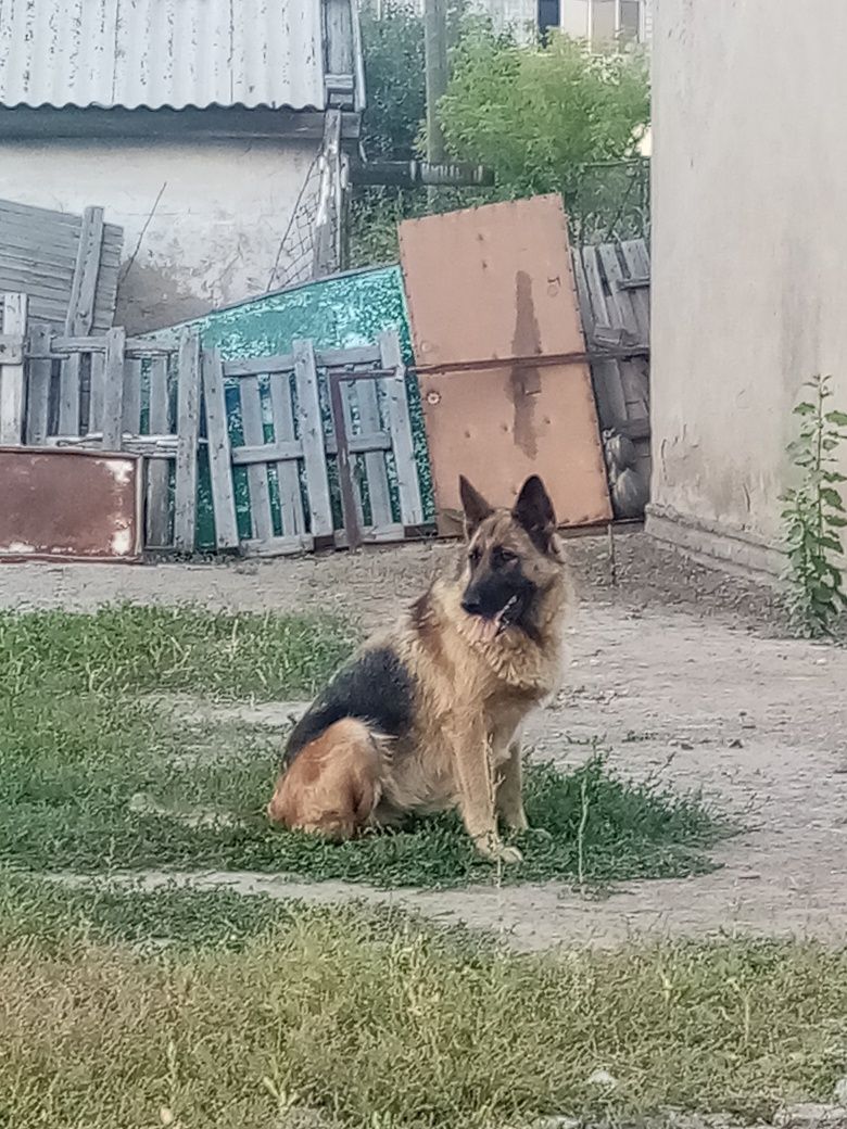 Продаю немецкую овчарку