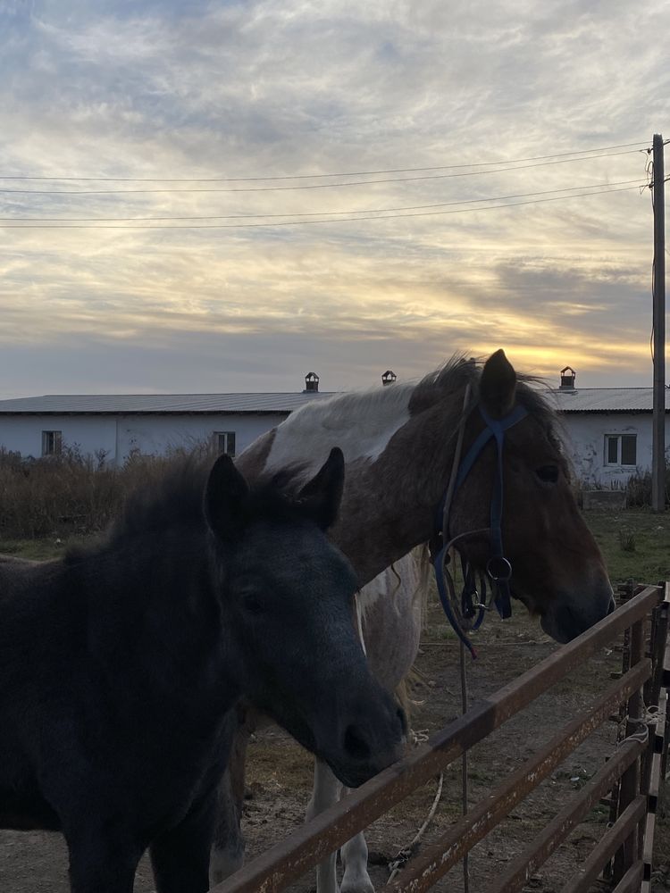 Продам кобылу с жеребенком