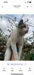 Cat for adoption