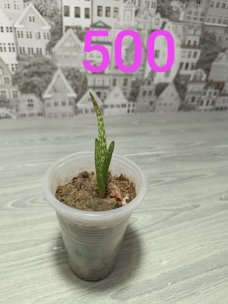 Цветы не дорого   от 500 и выше